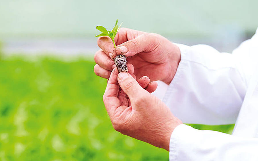 Der Fokus liegt auf Pflanzen- und Setzlingsproduktion und Gartenversand.