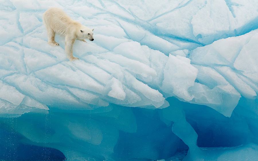 Eisbär