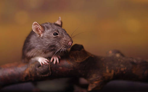 glückliche Ratte