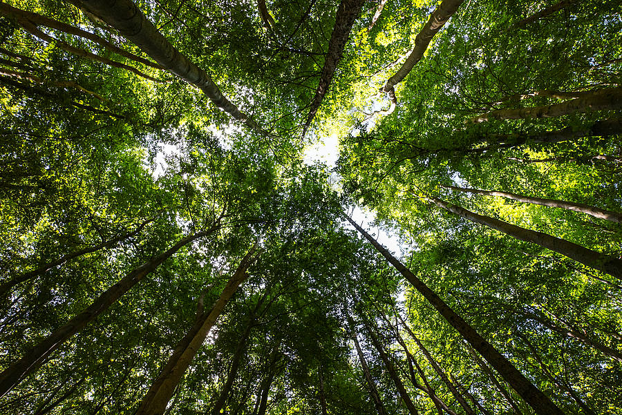 Waldbild