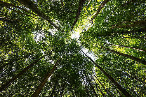 Waldbild