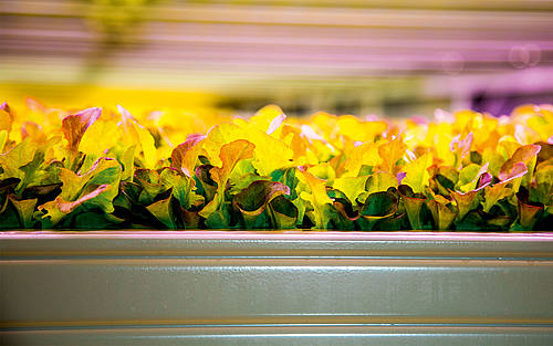 Vertical Farming – die nachhaltige Landwirtschaft