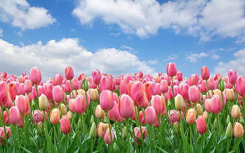 Tulpenfeld