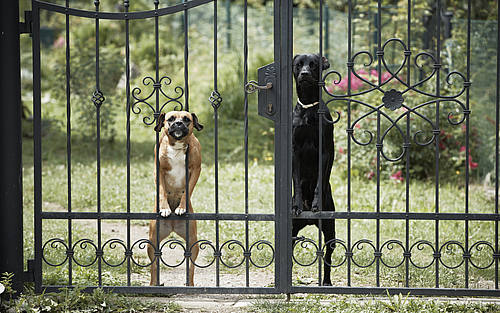 Zwei Wachhunde schützen das Grundstück.
