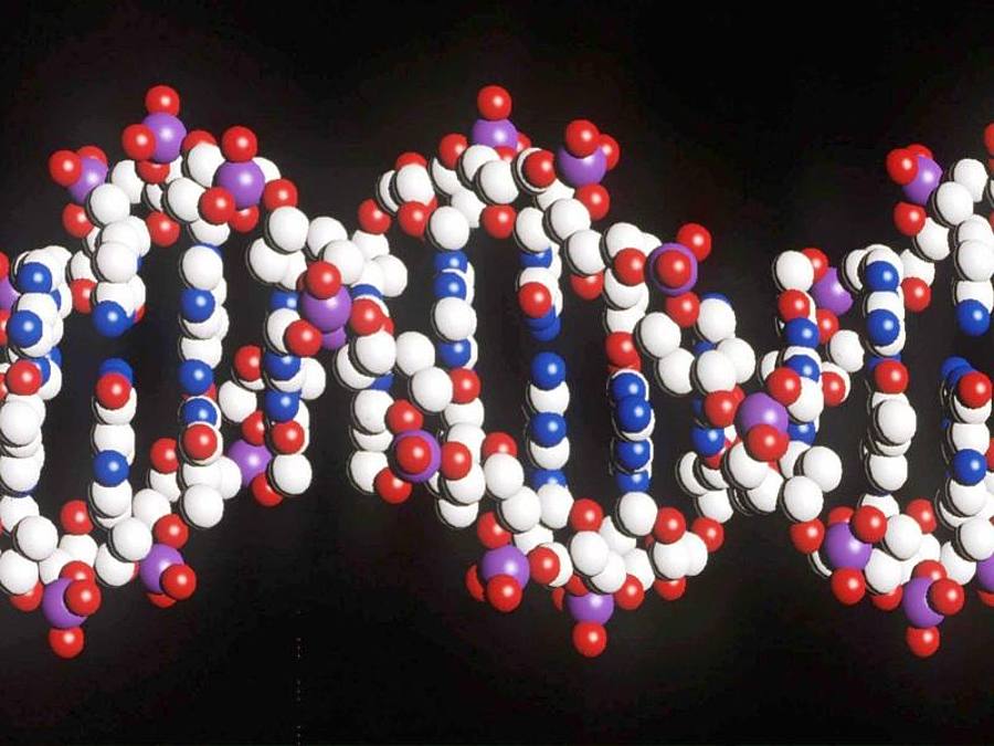 Ein Modell eines menschlichen DNA-Stranges mit der doppelten Helix-Struktur. Foto: Matthew Fearn/PA/epa/dpa