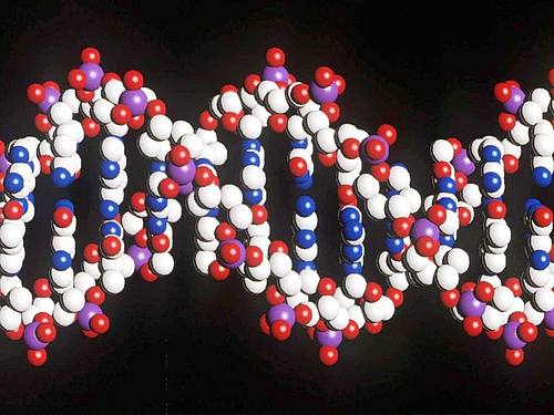 Ein Modell eines menschlichen DNA-Stranges mit der doppelten Helix-Struktur. Foto: Matthew Fearn/PA/epa/dpa