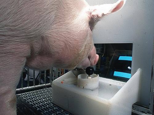 Ein Yorkshire-Schwein am Joystick. Schweine können einer neuen Untersuchung zufolge damit problemlos Computerspiele bedienen. Foto: Eston Martz/Pennsylvania State University/Frontiers in Psychology/dpa