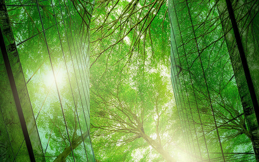 Grüner Wald 
