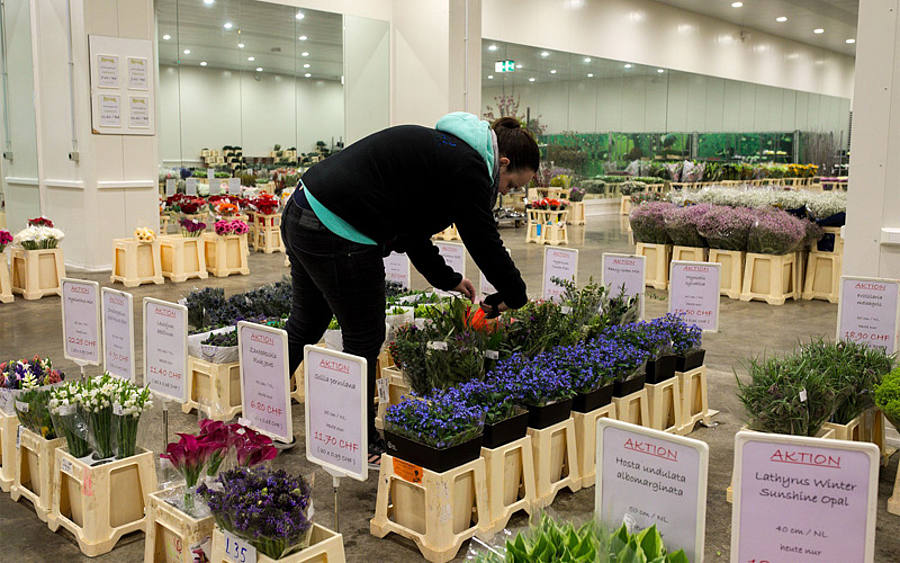 Verkaufsfläche bei Blumen Galli