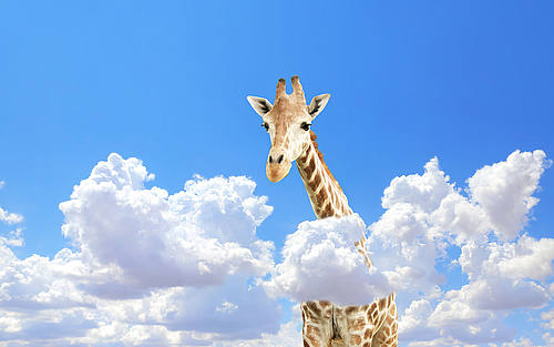 Giraffe in Wolken 