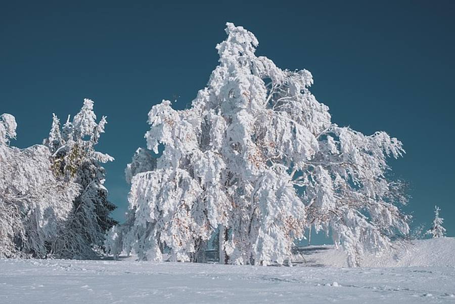 Verschneiter Baum