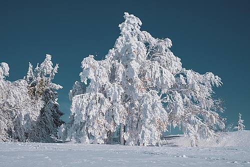 Verschneiter Baum