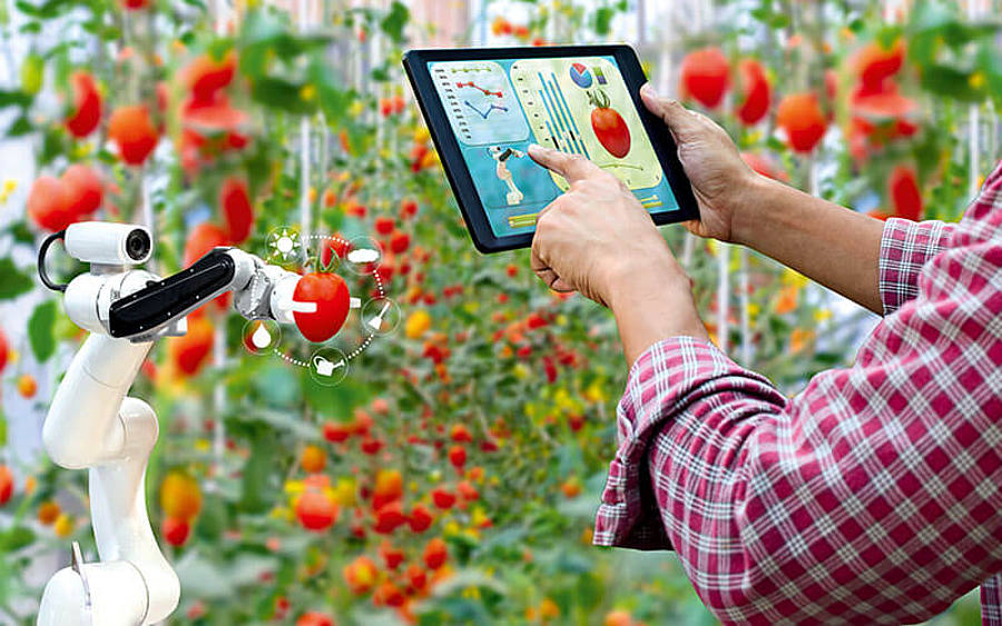 Tomatenernte mithilfe eines Roboters