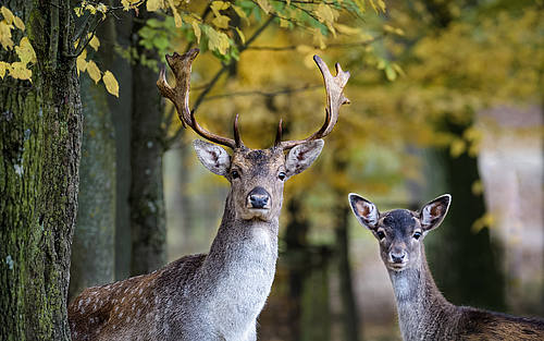 Rehe im Wald