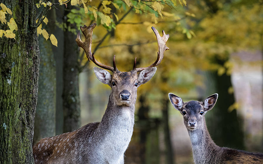 Rehe im Wald
