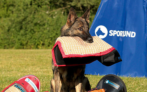 Hund in Dressur-Parcour