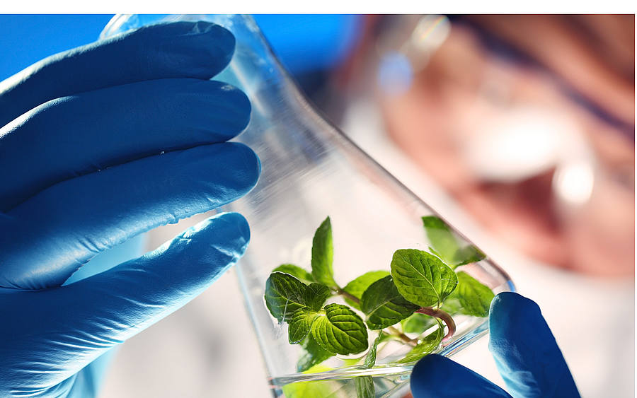 Schweizer Pharmakonzern mit SAP-Lösung