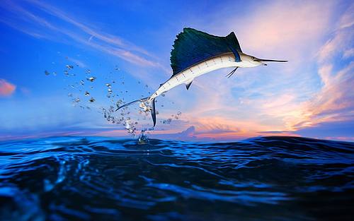 Ein Schwertfisch springt aus dem Wasser