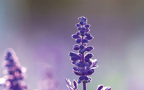 Blüte der Salbeipflanze