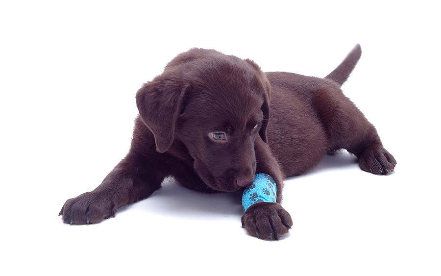 Hundewelpe mit Verband