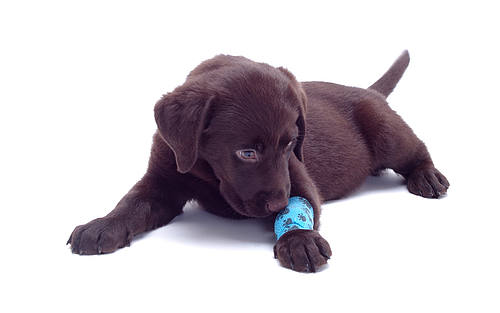 Hundewelpe mit Verband