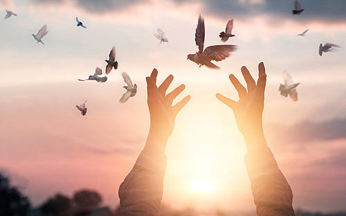 Fliegende Tauben im Sonnenlicht