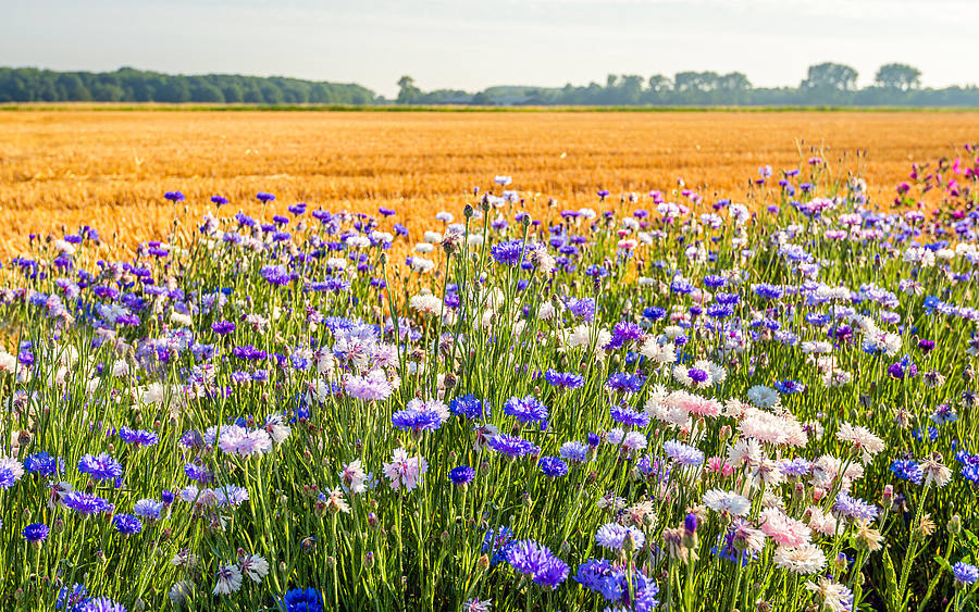 Fruchtbare Ackerlandschaft