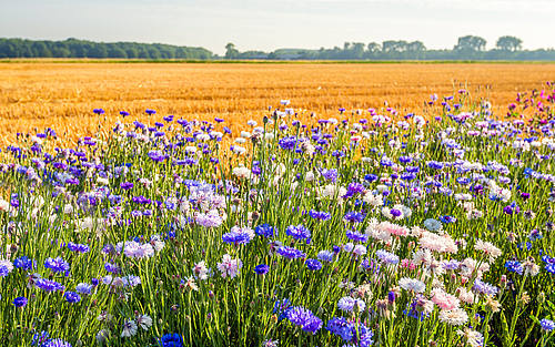 Fruchtbare Ackerlandschaft