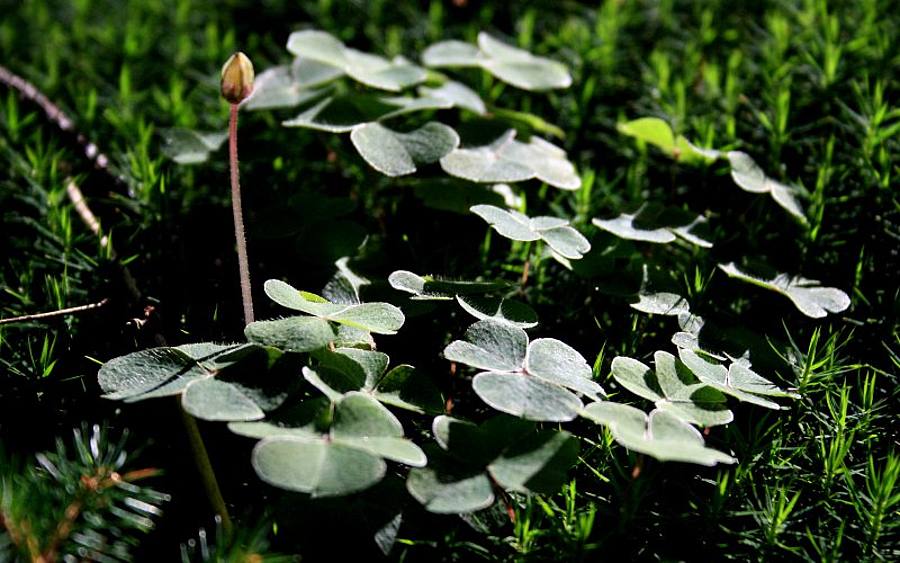 Natur, Bildquelle: Lea Sommerhäuser