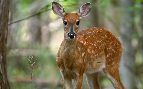 Wildtierportal für Baden-Württemberg 