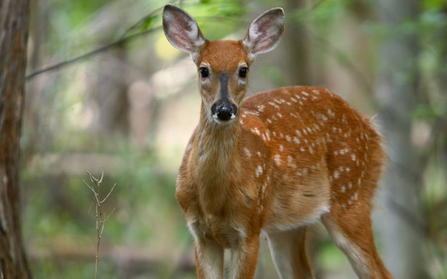 Wildtierportal für Baden-Württemberg 