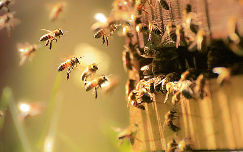 Fleißige Bienen