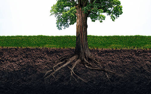 Ein Baum der Wurzeln schlägt