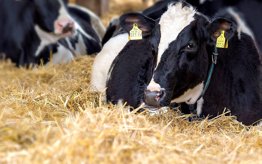 Digitale Transformation in der Landwirtschaft