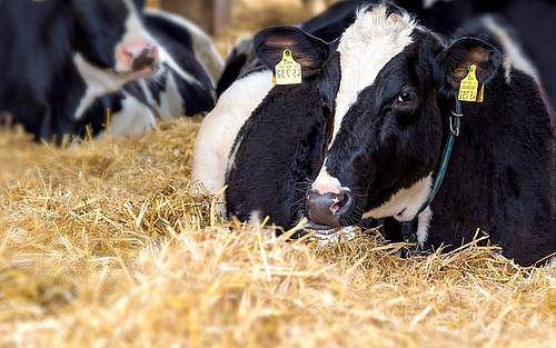 Digitale Transformation in der Landwirtschaft
