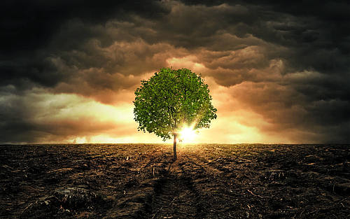 Baum vor Abendhimmel