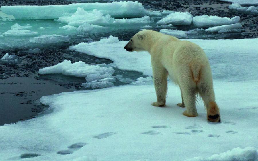 Eisbär