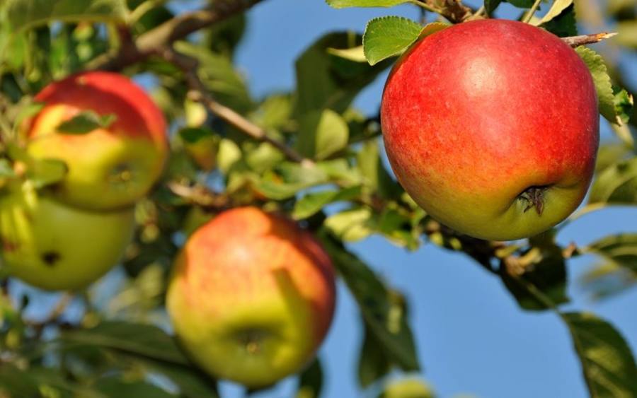 Apfel, Bildquelle: Dr. Klaus-Uwe Gerhardt/pixelio.de