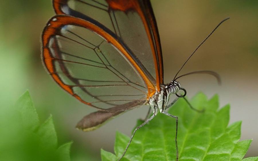 Schmetterling, Bildquelle: Dirk Röttgen/pixelio.de