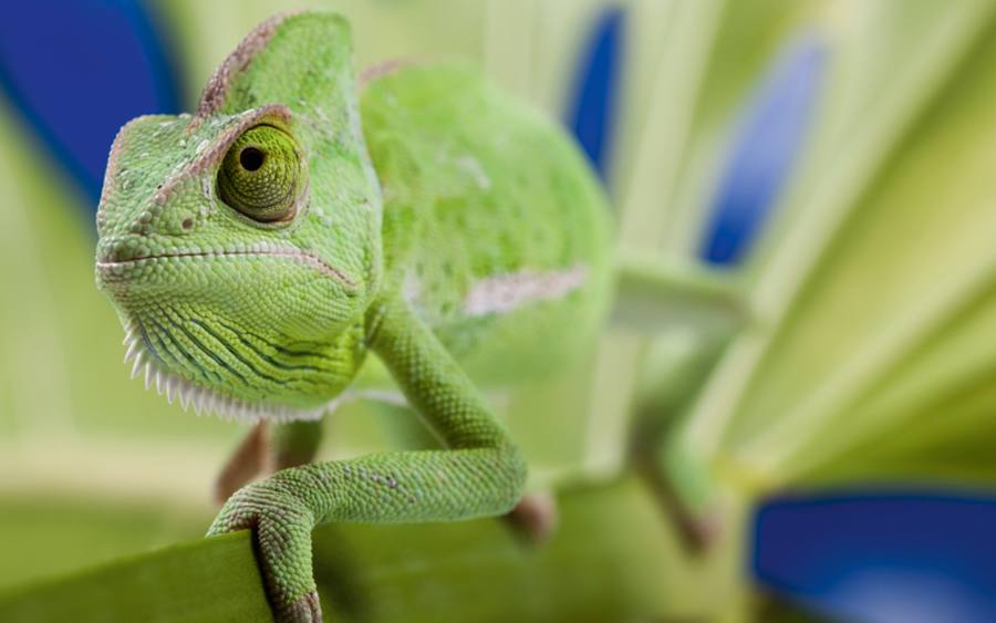 Chamäleon, Bildquelle: Thinkstock/iStockphoto