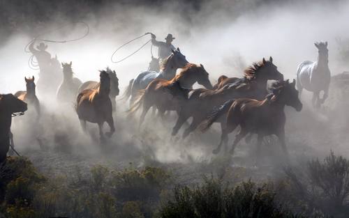 Cowboys treiben Pferde zusammen