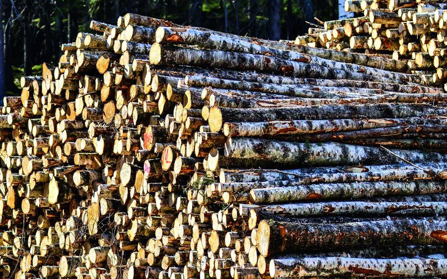 Holz
