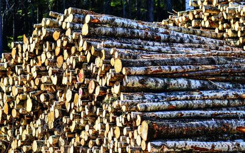 Holz