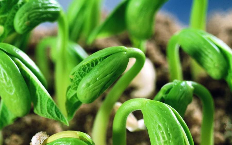 Keimlinge, Bildquelle: Syngenta