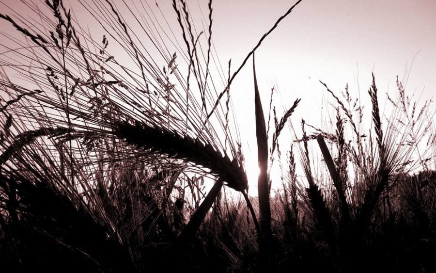 Kornfeld, Bildquelle: Lea Sommerhäuser