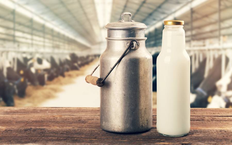 Eine Kanne Milch in einem Kuhstall