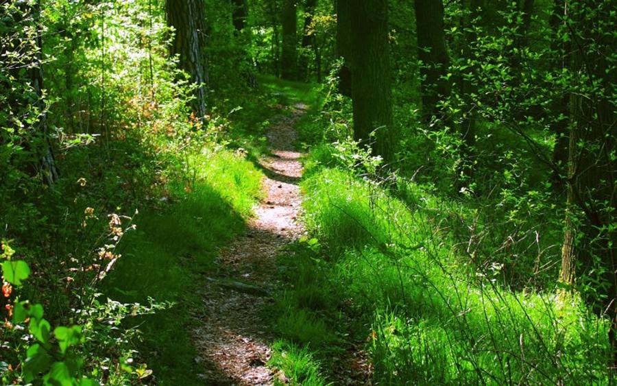 Waldpfad, Bildquelle: Zoschke/pixelio.de
