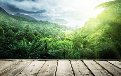 Ausblick in den Regenwald