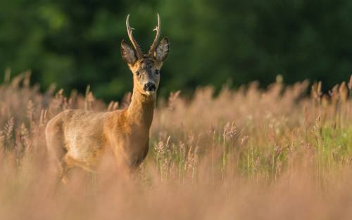 Reh im Feld