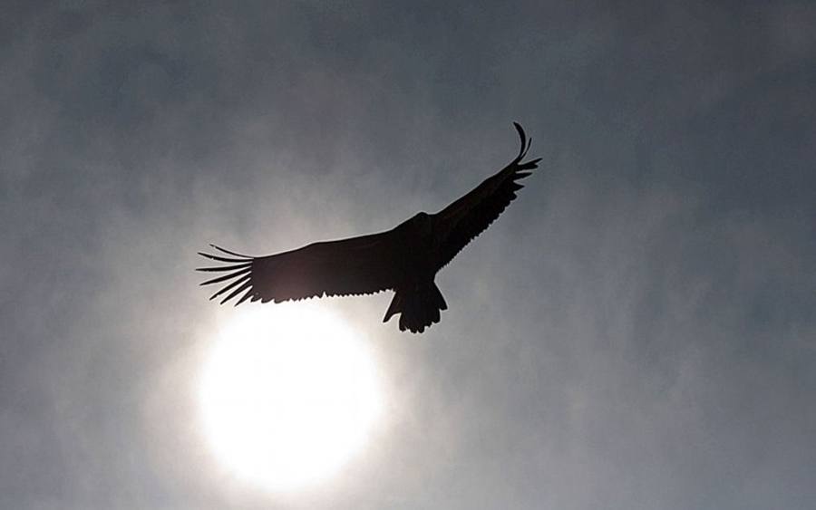Vogelflug, Bildquelle: © Maren Beßler/pixelio.de